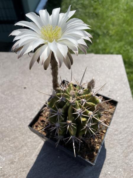 Echinopsis Hybr. weiss
